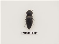 藏品(叩頭蟲科)的圖片